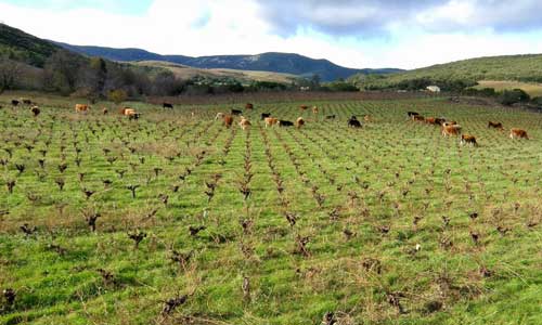 languedoc_w