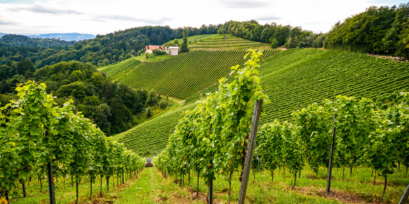 Austrian-gruner-inside